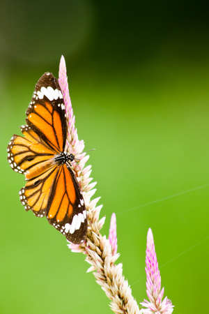 monarch butterfly is a milkweed butterfly in the family Nymphalidae and is flying around pink flower...