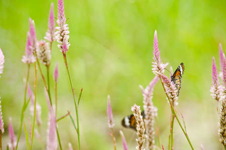 monarch butterfly is a milkweed butterfly in the family Nymphalidae and is flying around pink flower in garden  have green backgroundの写真素材