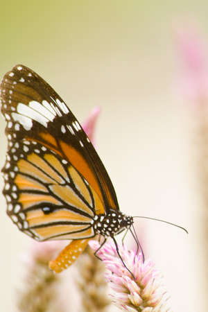 monarch butterfly is a milkweed butterfly in the family Nymphalidae and is flying around pink flower...