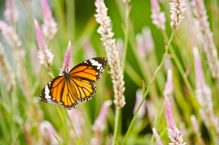 monarch butterfly is a milkweed butterfly in the family Nymphalidae and is flying around pink flower in garden  have green backgroundの写真素材
