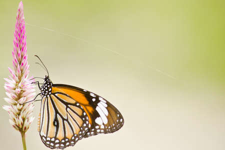 monarch butterfly is a milkweed butterfly in the family Nymphalidae and is flying around pink flower in garden  have green backgroundの写真素材