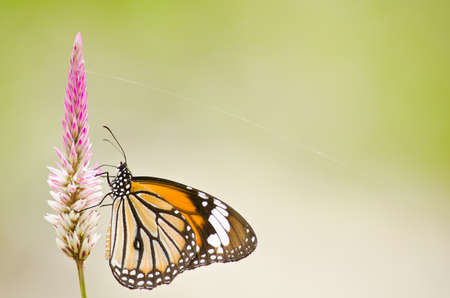 monarch butterfly is a milkweed butterfly in the family Nymphalidae and is flying around pink flower in garden  have green backgroundの写真素材