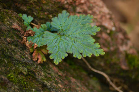 green leaf background in forest , have many species flora . background have many  colour in frameの写真素材