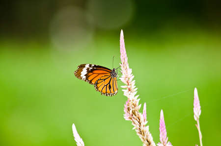 monarch butterfly is a milkweed butterfly in the family Nymphalidae and is flying around pink flower in garden  have green backgroundの写真素材