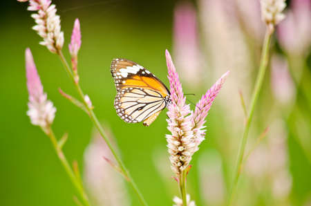 monarch butterfly is a milkweed butterfly in the family Nymphalidae and is flying around pink flower in garden  have green backgroundの写真素材
