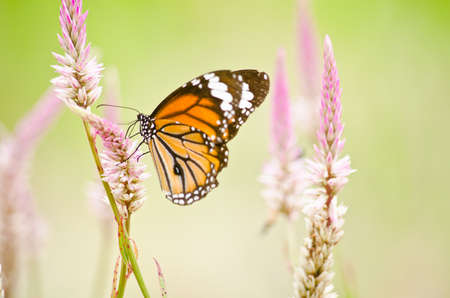 monarch butterfly is a milkweed butterfly in the family Nymphalidae and is flying around pink flower in garden  have green backgroundの写真素材