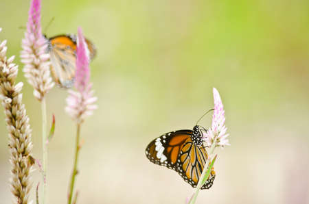 monarch butterfly is a milkweed butterfly in the family Nymphalidae and is flying around pink flower in garden  have green backgroundの写真素材