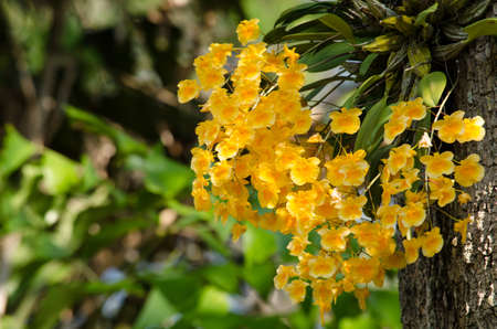Dendrobium lindleyi Steud is a plant of the genus Dendrobium. They are found in the mountains of southern China (Guangdong, Guangxi, Guizhou, Hainan) and Southeast Asia (Assam, Bangladesh, Arunachal Pradesh, Laos, Myanmar, Thailand, Vietnam)の写真素材