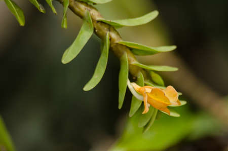 Dendrobium ellipsophyllum grows in warm to hot temperatures with full sun light. Grow in a well drain mix of sphagnum moss or medium fir bark.found in the Burma, Thailand, Laos, Vietnam and Chinaの写真素材