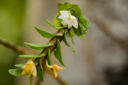 Dendrobium ellipsophyllum grows in warm to hot temperatures with full sun light. Grow in a well drain mix of sphagnum moss or medium fir bark.found in the Burma, Thailand, Laos, Vietnam and Chinaの写真素材