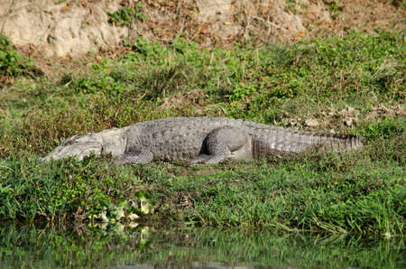 crocodiles or true crodiles are large aquatic reptiles that live throughout the tropics in africa,asia, the americas and australia ,order Crocodilia, which includes Tomistoma , the alligators and caimans ,the gharials, and all other living and fossil Crocの写真素材