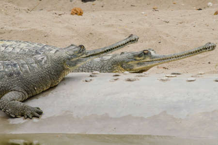 crocodiles or true crodiles are large aquatic reptiles that live throughout the tropics in...