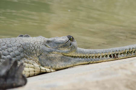 crocodiles or true crodiles are large aquatic reptiles that live throughout the tropics in...