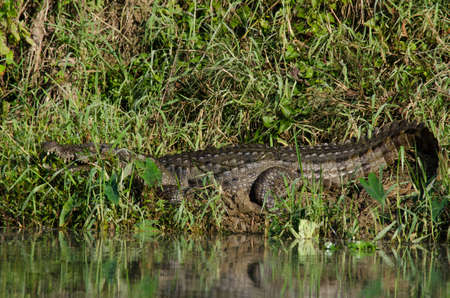 crocodiles or true crodiles are large aquatic reptiles that live throughout the tropics in africa,asia, the americas and australia ,order Crocodilia, which includes Tomistoma , the alligators and caimans ,the gharials, and all other living and fossil Crocの写真素材