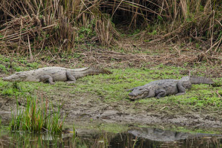 crocodiles or true crodiles are large aquatic reptiles that live throughout the tropics in africa,asia, the americas and australia ,order Crocodilia, which includes Tomistoma , the alligators and caimans ,the gharials, and all other living and fossil Crocの写真素材