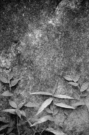 green leaf background in forest , have many species flora . background have many  colour in frameの写真素材