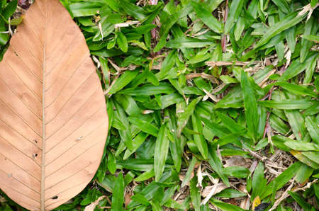 green leaf background in forest , have many species flora . background have many  colour in frame