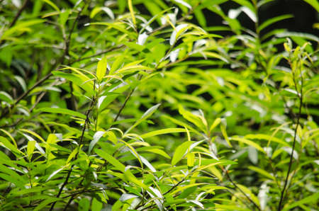 green leaf background in forest , have many species flora . background have many  colour in frameの写真素材
