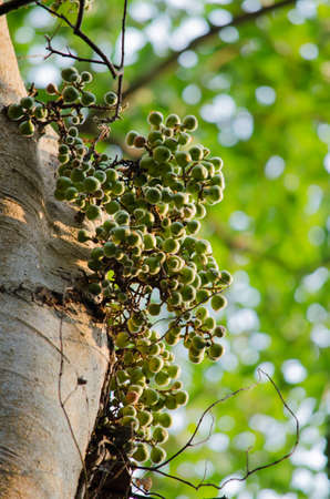 green leaf background in forest , have many species flora . background have many  colour in frameの写真素材