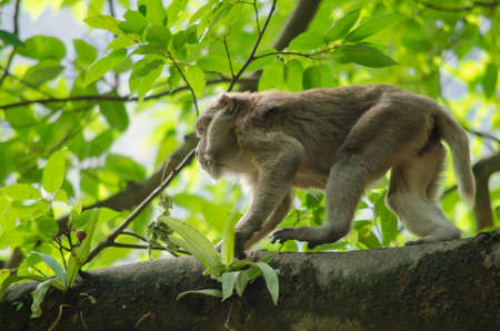 monkey is climbing on the tree for eat friut in forestの写真素材