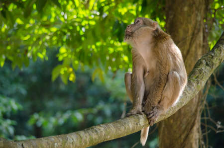 monkey is climbing on the tree for eat friut in forestの写真素材
