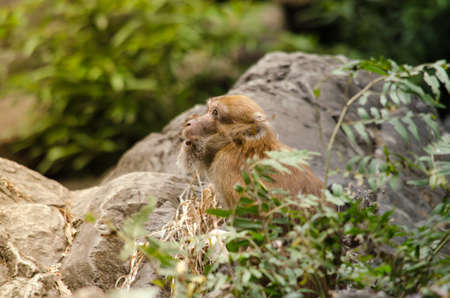 monkey is climbing on the tree for eat friut in forest