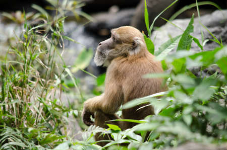 monkey is climbing on the tree for eat friut in forestの写真素材