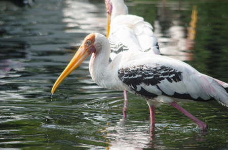 big bird is sitting on the tree and is ready to fly around the forestの写真素材