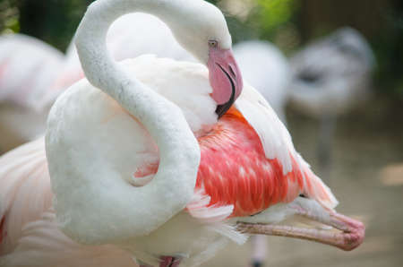 Pink flamingo live in lake and have green backgroundの写真素材