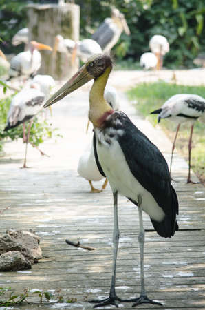 big bird is sitting on the tree and is ready to fly around the forestの写真素材