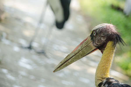 big bird is sitting on the tree and is ready to fly around the forestの写真素材