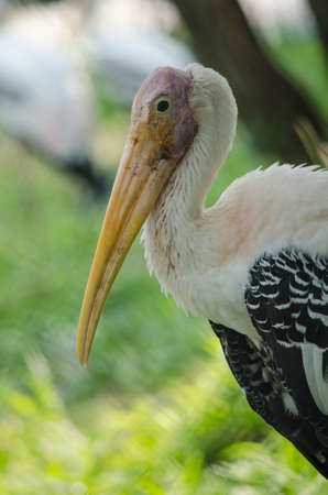 big bird is sitting on the tree and is ready to fly around the forestの写真素材