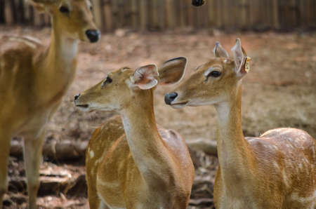 brow-antlered deer live in farm