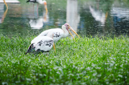 big bird is sitting on the tree and is ready to fly around the forestの写真素材