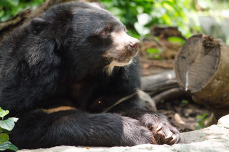 Black Bear is dangerous species in forest ,thailand and it live everwherer in forest , v-shapeの写真素材