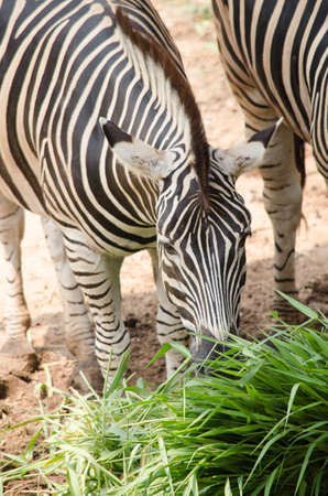 zebra eating grassの写真素材