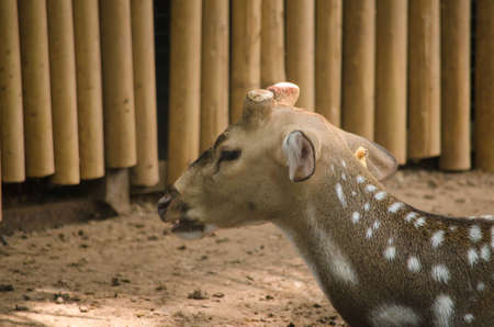 Chital or cheetal deer (Axis axis), also known as spotted deer or axis deer in the forestの写真素材