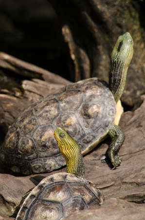 Terrapin is used to describe several species of small, edible, hard-shell turtles, typically those found in brackish waters, and is an Algonquian word for turtle.の写真素材