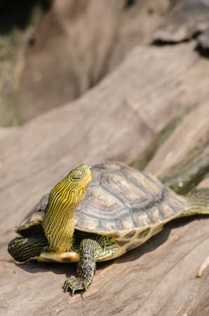 Terrapin is used to describe several species of small, edible, hard-shell turtles, typically those found in brackish waters, and is an Algonquian word for turtle.の写真素材