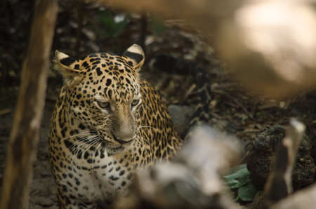 one of the five big cats in the genus Panthera. It is a member of the family Felidae