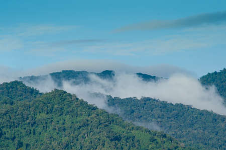 forest and blue sky is background and have plantifulの写真素材
