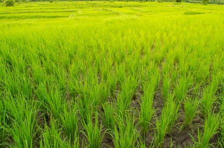Oryza sativa is the plant species most commonly referred to in English as rice. Rice is known to come in a variety of colors, including: white rice, brown rice, black rice, purple rice, and red rice.の写真素材