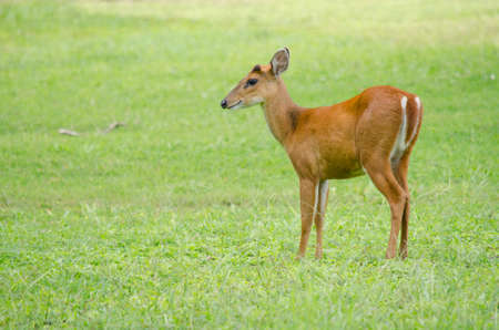 The red Muntjac  is a species of  China, Laos, Myanmar, Thailand and Vietnam.の写真素材