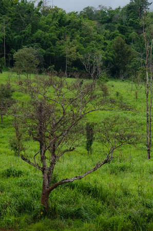 forest and blue sky is background and have plantifulの写真素材