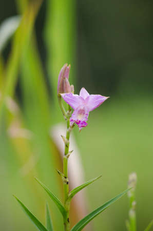 Arundina graminifolia, is a species of orchid and the sole accepted species of the genus Arundina.の写真素材