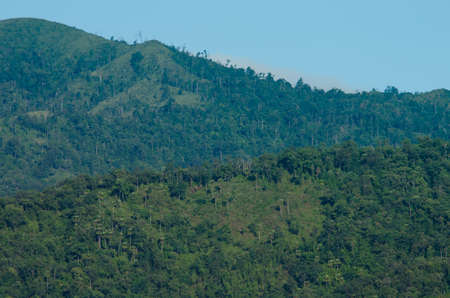 forest and blue sky is background and have plantifulの写真素材