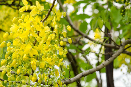 Cassia fistula is plant of thailand and its flower is Thailand's national flower.の写真素材