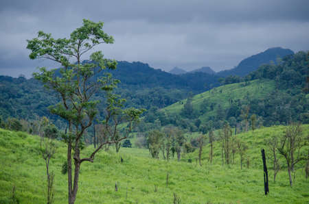forest and blue sky is background and have plantiful