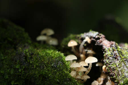 green moss background in forest , have many species flora and mushroom growth in treeの写真素材