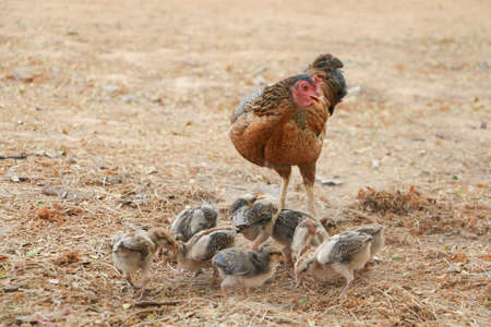 red chicks and hen walking for food on the groundの写真素材